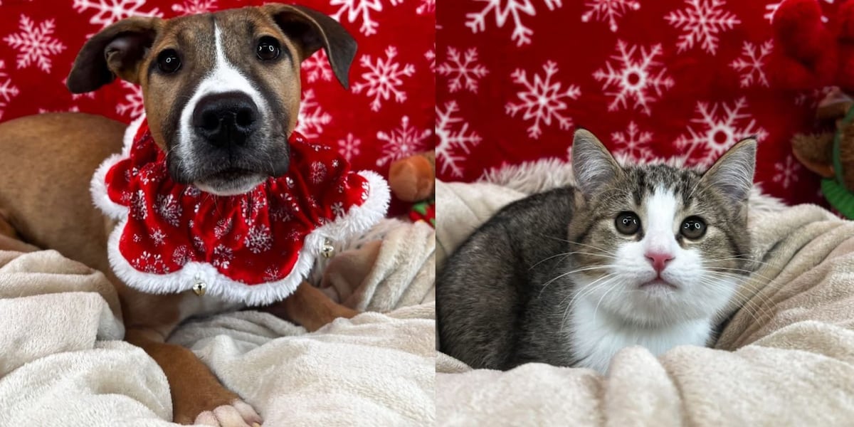 Humane Fort Wayne urges responsible pet adoption during holiday season - WPTA
