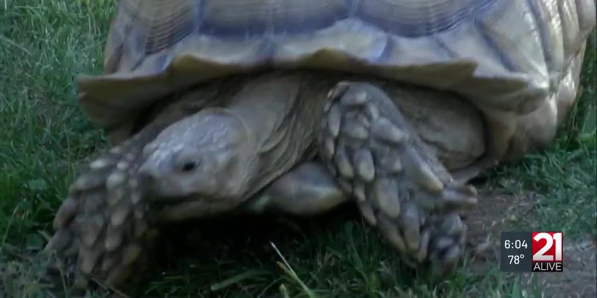 RUNAWAY REPTILE REUNION: Fort Wayne family finds pet tortoise after he was missing for days