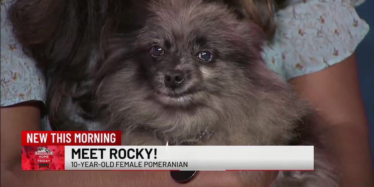 Forever Home Friday: Meet Rocky