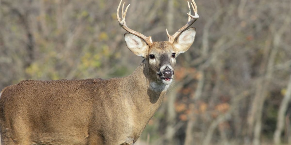 Indiana DNR encouraging hunters to donate harvested deer to feed hungry Hoosiers