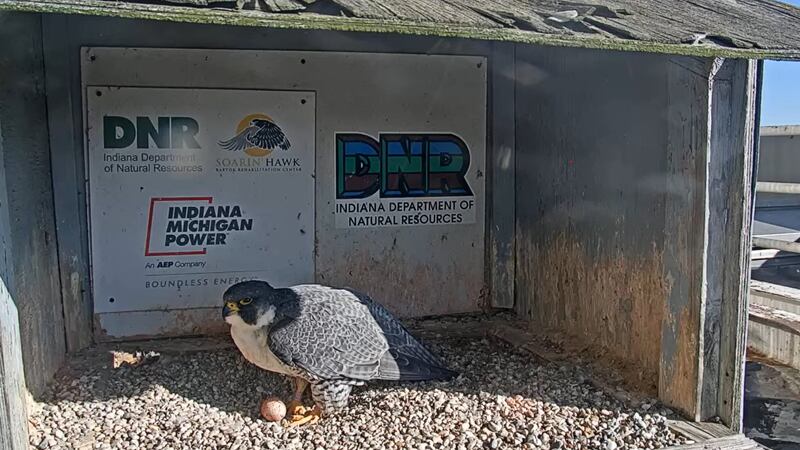 Project Falcon Indiana ‘Moxie’ lays first peregrine falcon eggs of the season in downtown Fort ...