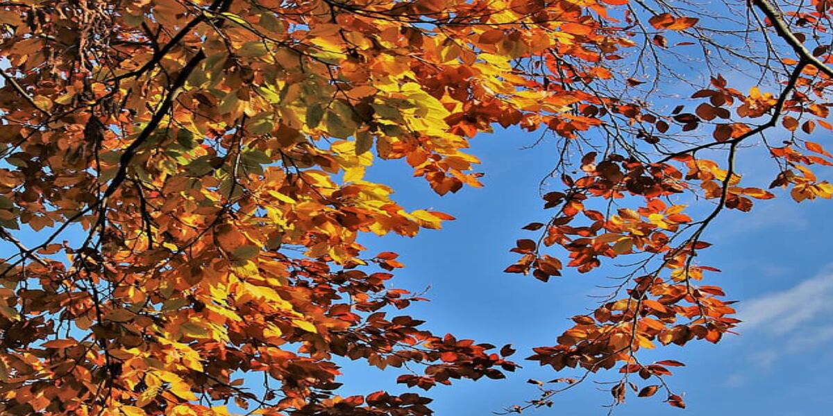 First Alert Forecast: “False Fall” arrives for start of week