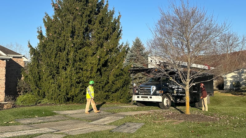 Christmas on Broadway will celebrate 21 years next week, but the tree was cut down on Friday.