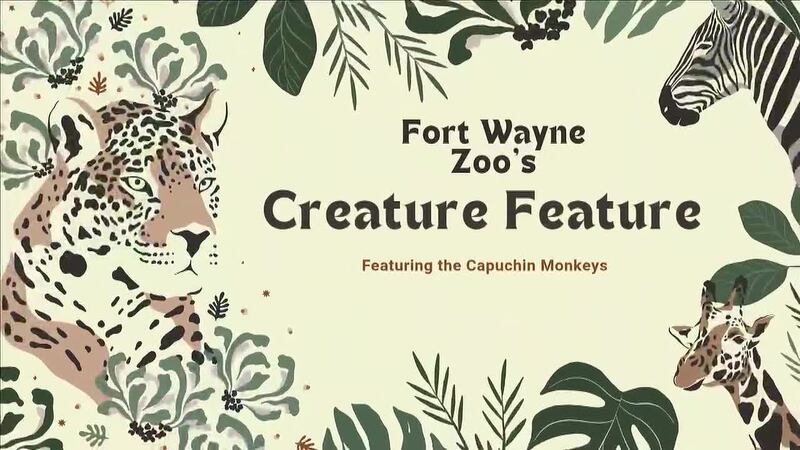 Fort Wayne Zoo Creature Feature: Capuchin Monkey