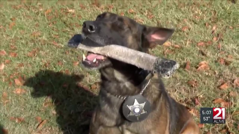 MEET AZIR: Fort Wayne’s one-eyed K-9 officer