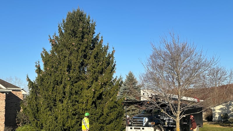 Christmas on Broadway will celebrate 21 years next week, but Friday the tree was cut down.